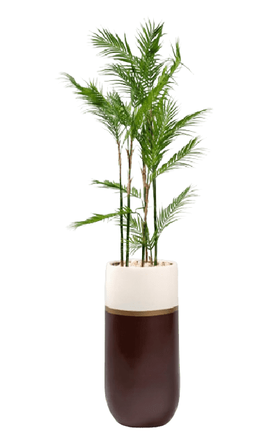 GRP Palmly Chamaedorea Artifical tree 180cm