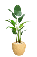 Royal Bannana Artificial Tree 160cm PO