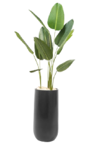 Travie Augasta Artifical Tree 160cm