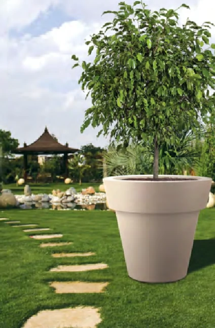 وعاء شجرة بيريتو - الصورة 2