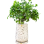 Sia large Tree pot